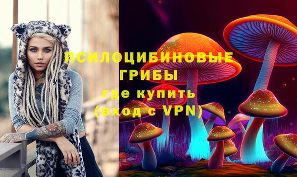 индика Ельня