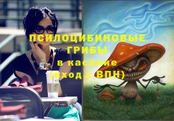 индика Ельня