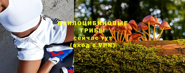 индика Ельня